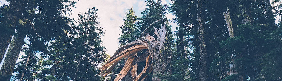 Rawls Tree Service Llc Bellingham Wa Us 98228
