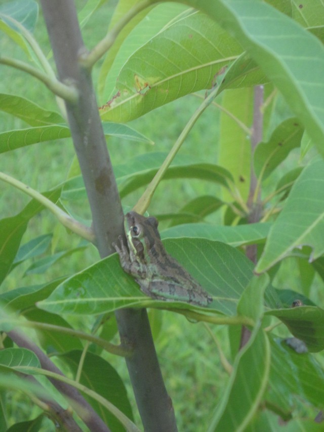 Little Grass Frog  Imagine Our Florida, Inc