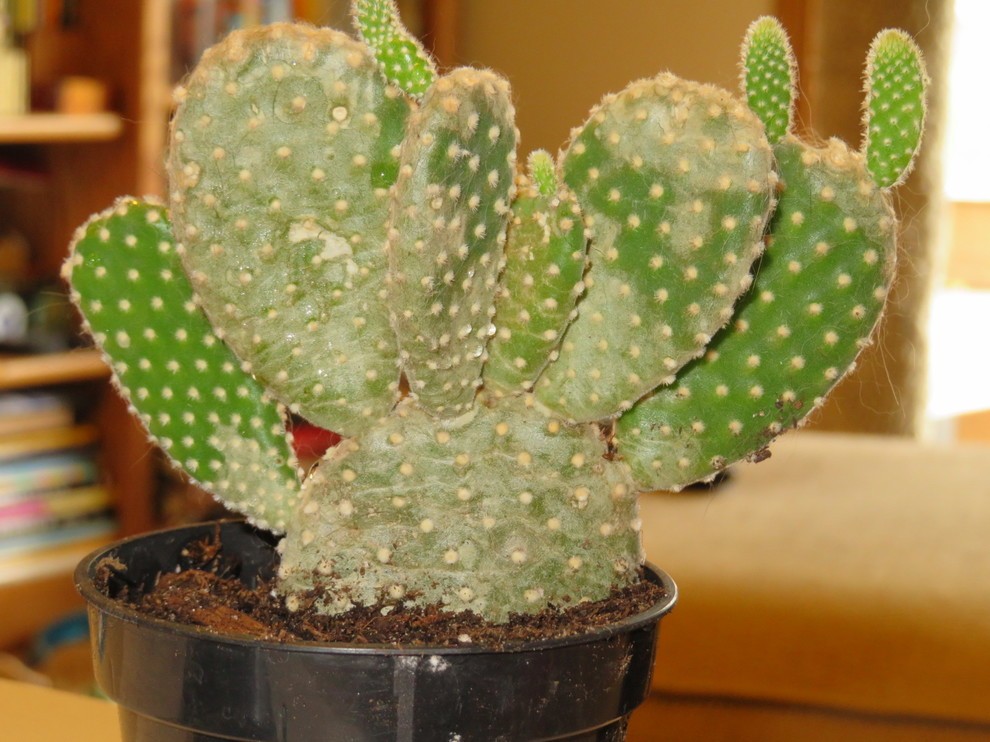 Bunny Ear Cactus turning pale/grey | Houzz Forum