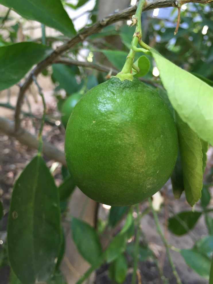 Lime fruit problems