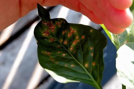 leaf damage!!