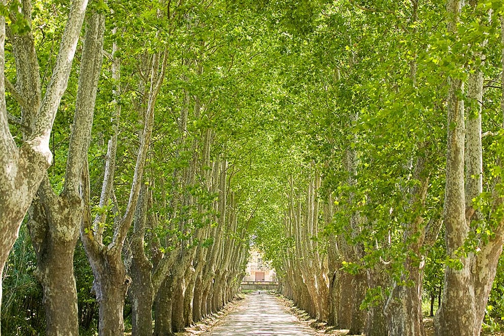 Provence Tree Lined Driveway Wallpaper Wall Mural, Self-Adhesive