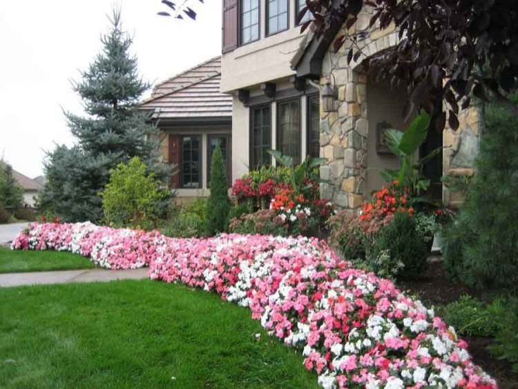 Summer Annuals Welcome Everyone Home By Peter Atkins and Associates