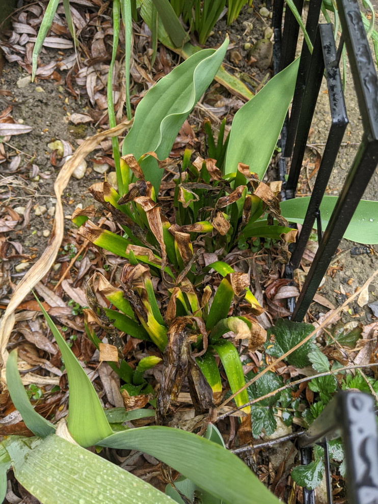 can anyone tell me what happened to my daffodils?! zone 6