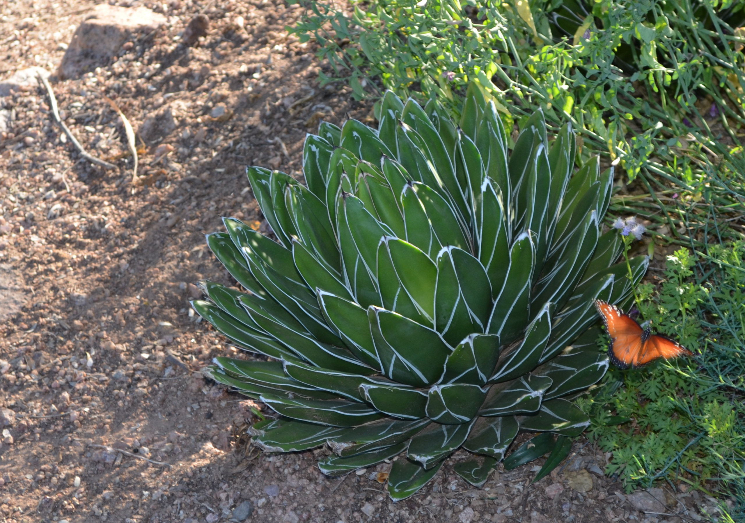 salted agave zoa Vivid's Agave Zoanthids Online | Zoanthids for Sale main image 0