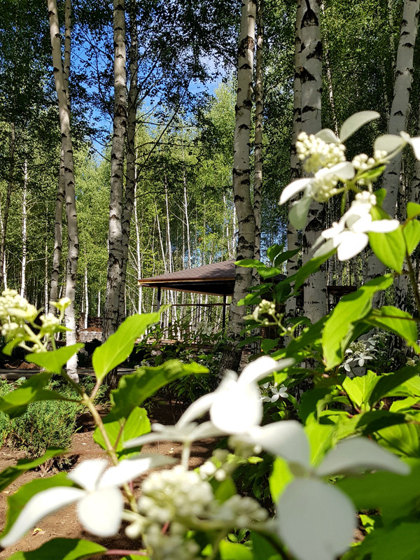 Пруд и берёзы