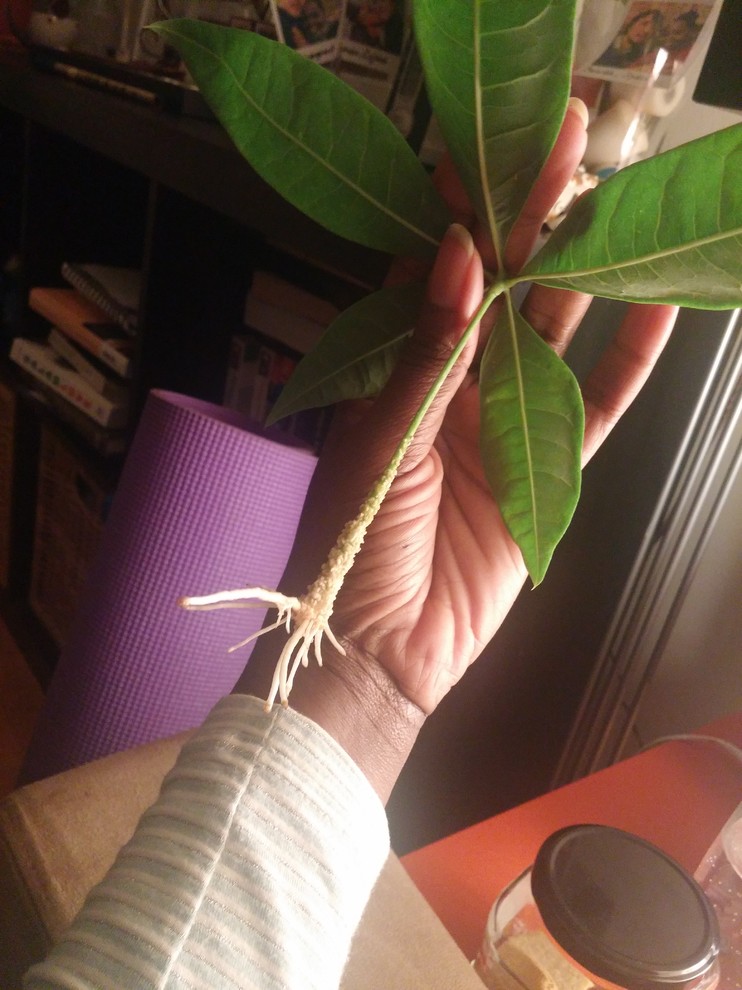 Pachira Propagation | Houzz Forum