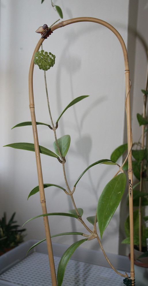 Hoya sp Palawan | Houzz Forum