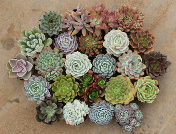 Assorted Succulents in 2-1/2-inch Round Containers by San Pedro Cactus