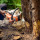 Tellez Tree Services