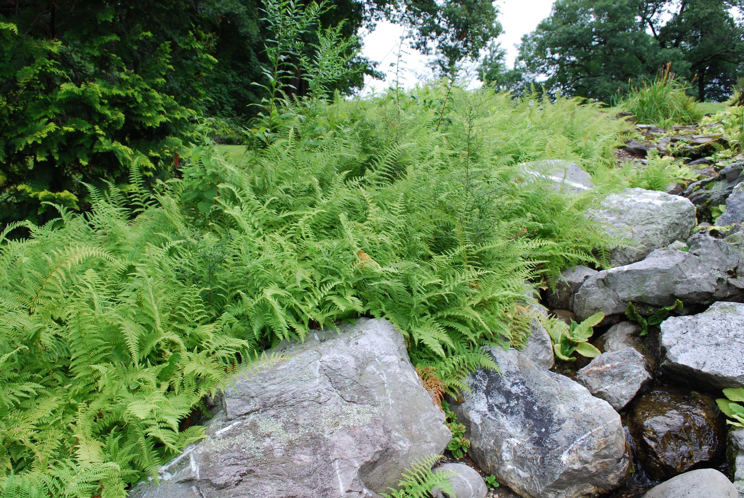 Hayscented Ferns and Boulders at Innisfree, NY