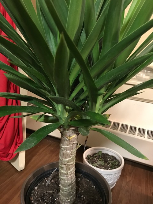Yucca's tips turning brown?