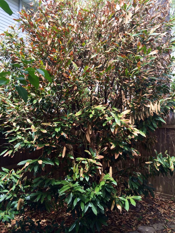Losing our Schip Laurel (turning brown)
