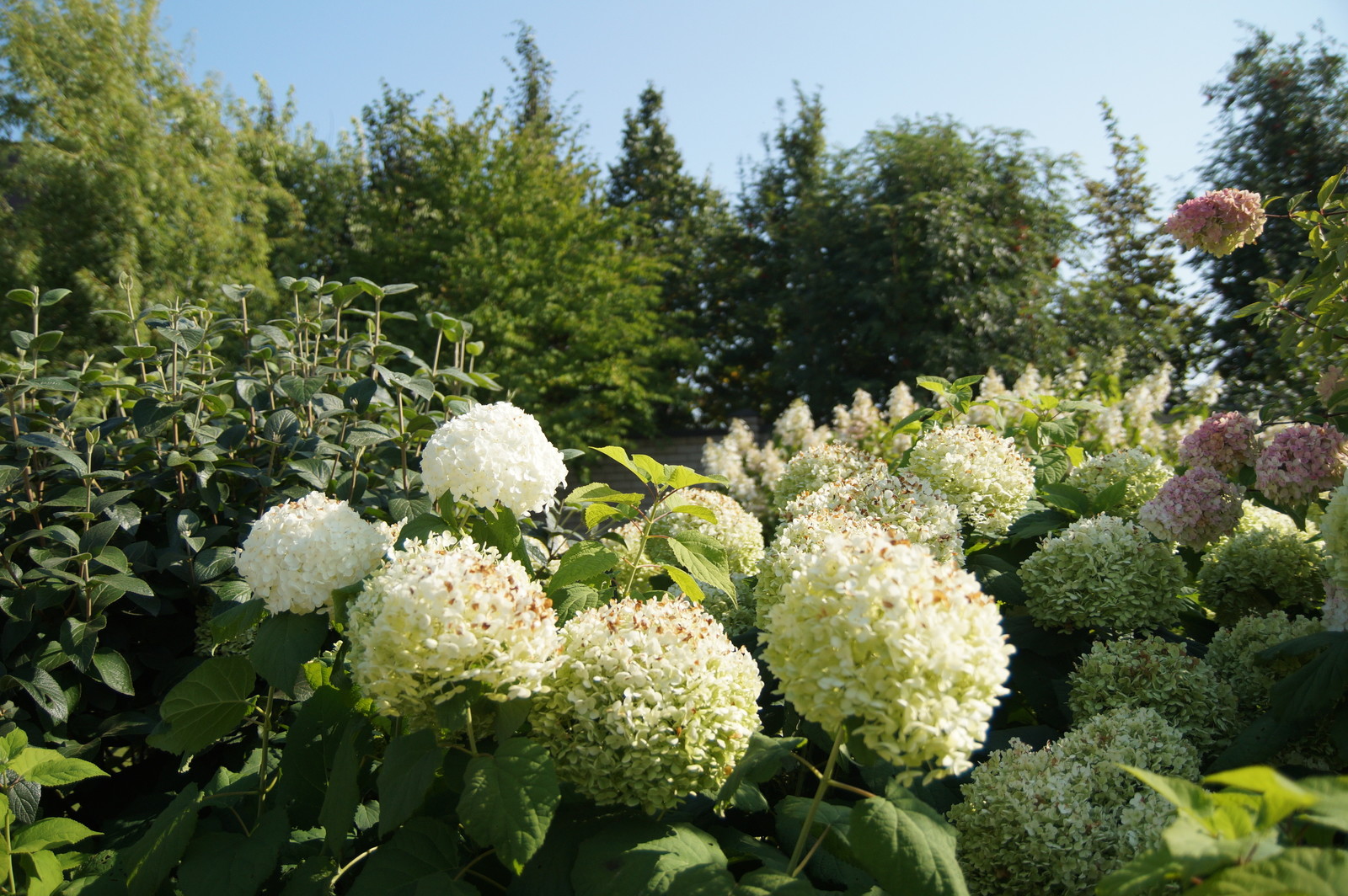 Гортензии много не бывает.