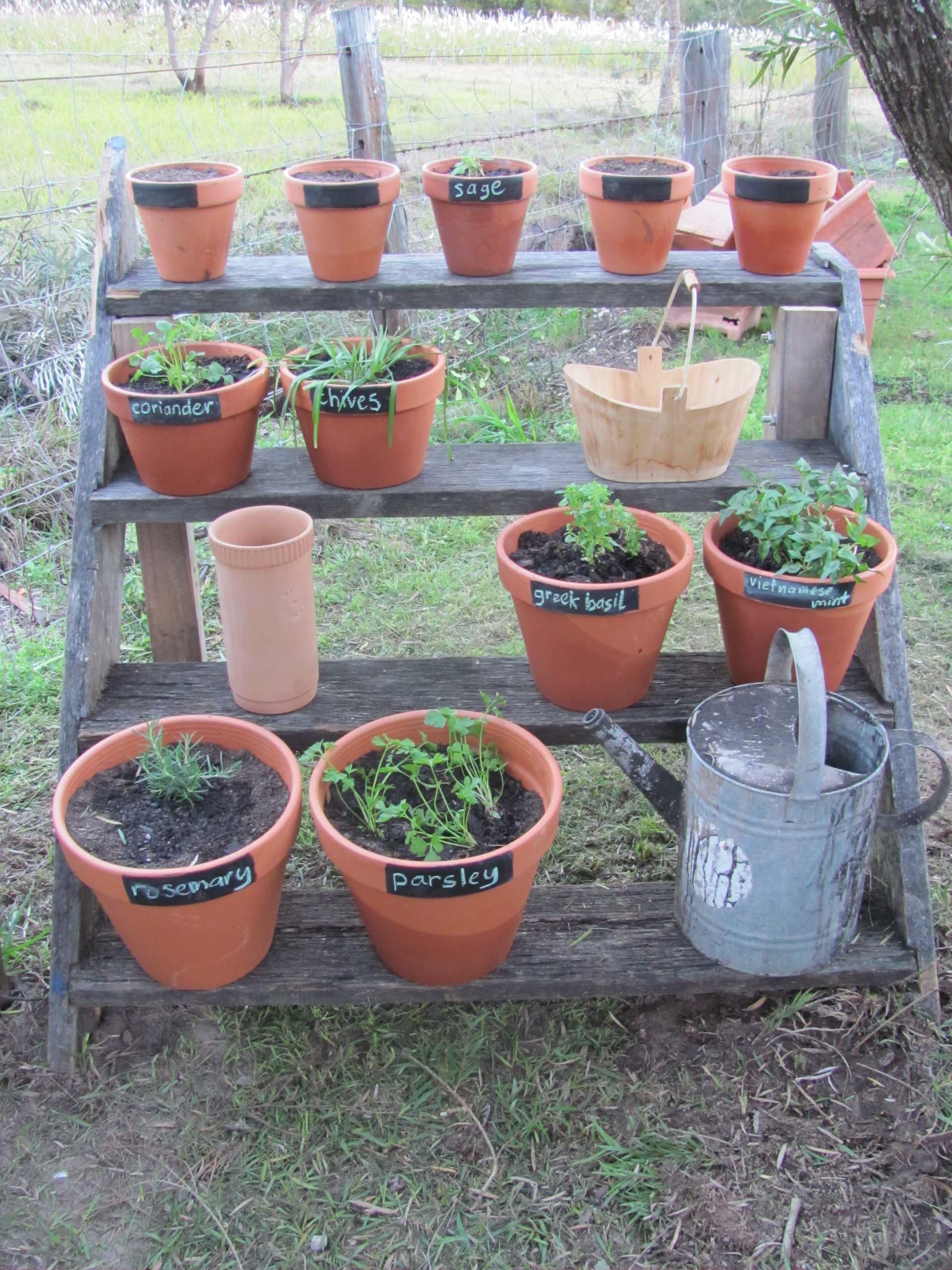 Grow Herbs for Fresh Flavor and Good Looks in the Garden