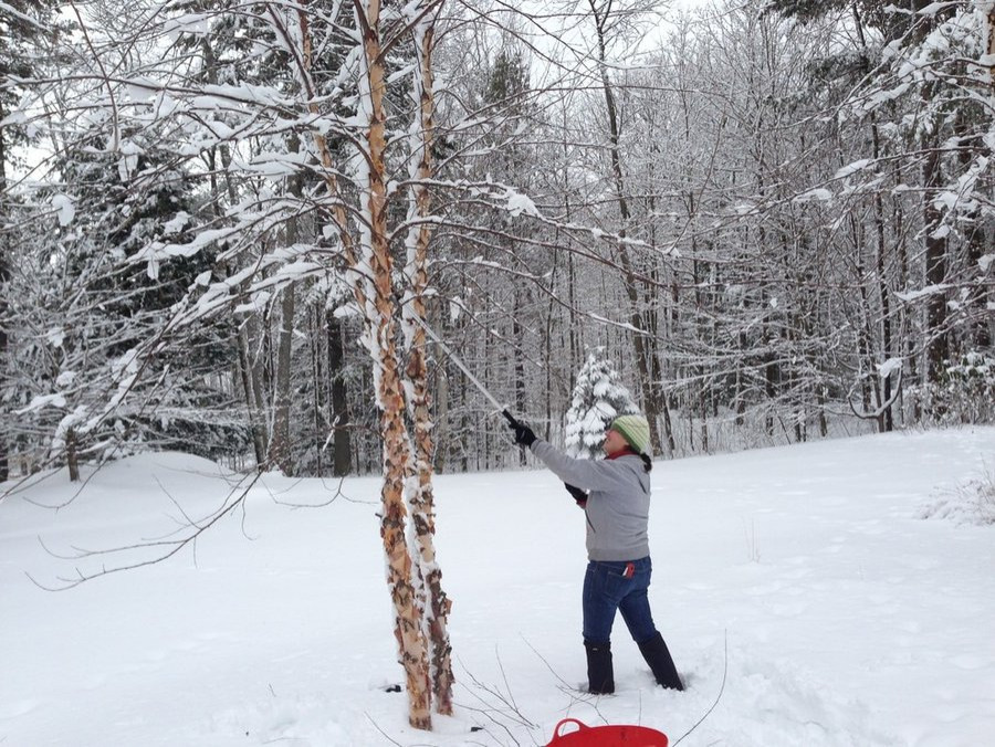 Caroline Dormant Pole Pruning Asian River Birch in March. Peter Atkins and Associates, llc.