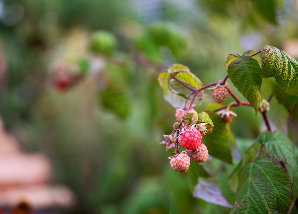 Фотосъемка  "САДЫ и  ЛЮДИ2019"   -  Сад Наследие . ГРАН-ПРИ