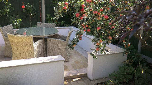 Linear View - Apple tree. trendy-have