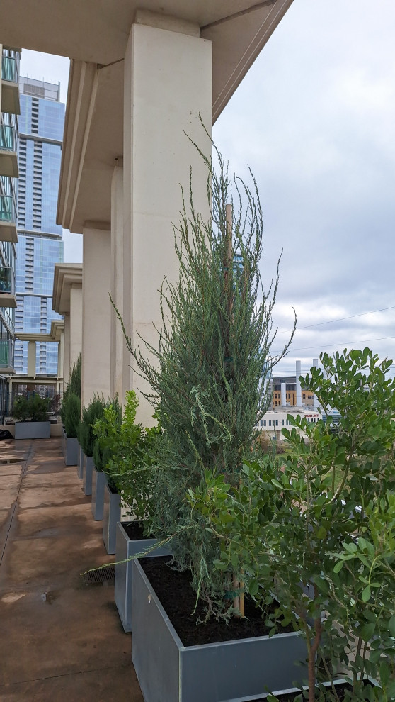 Austin Power Plants and Planting