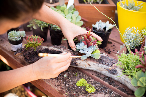 Diy 多肉植物と流木で簡単につくるインテリア小物 Houzz ハウズ