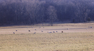 Preserving Open Space