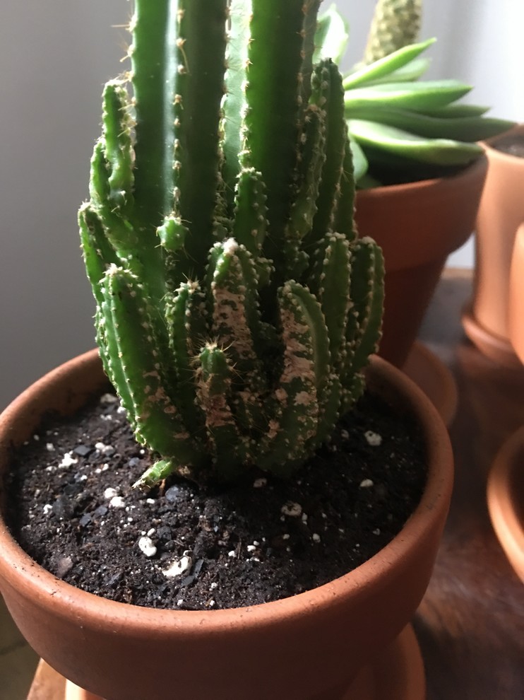 Cacti tips are shriveling and turning brown/black