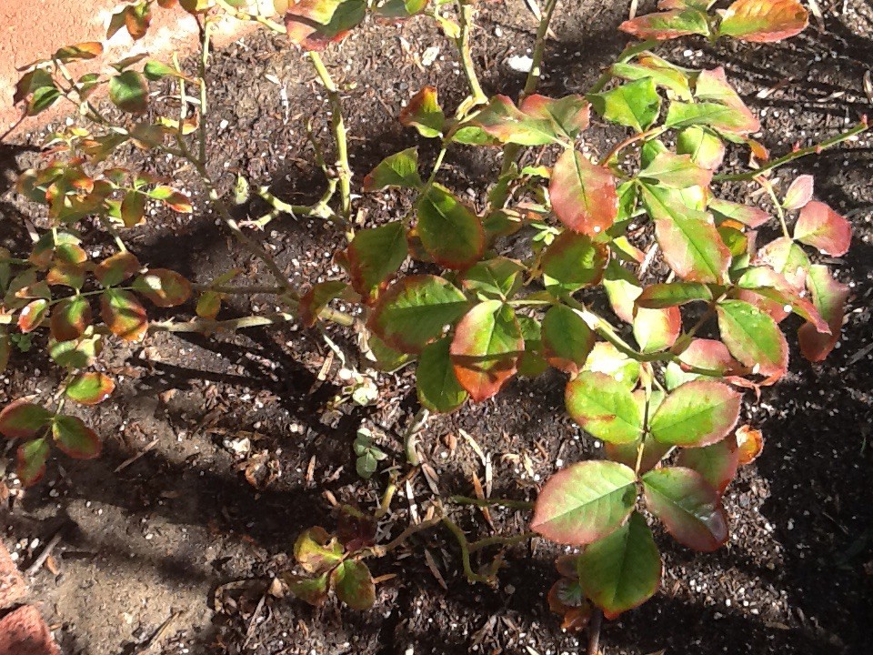 Why Rose Bush Leaves Turn Red