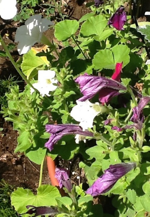 What's Eating The Petunias?