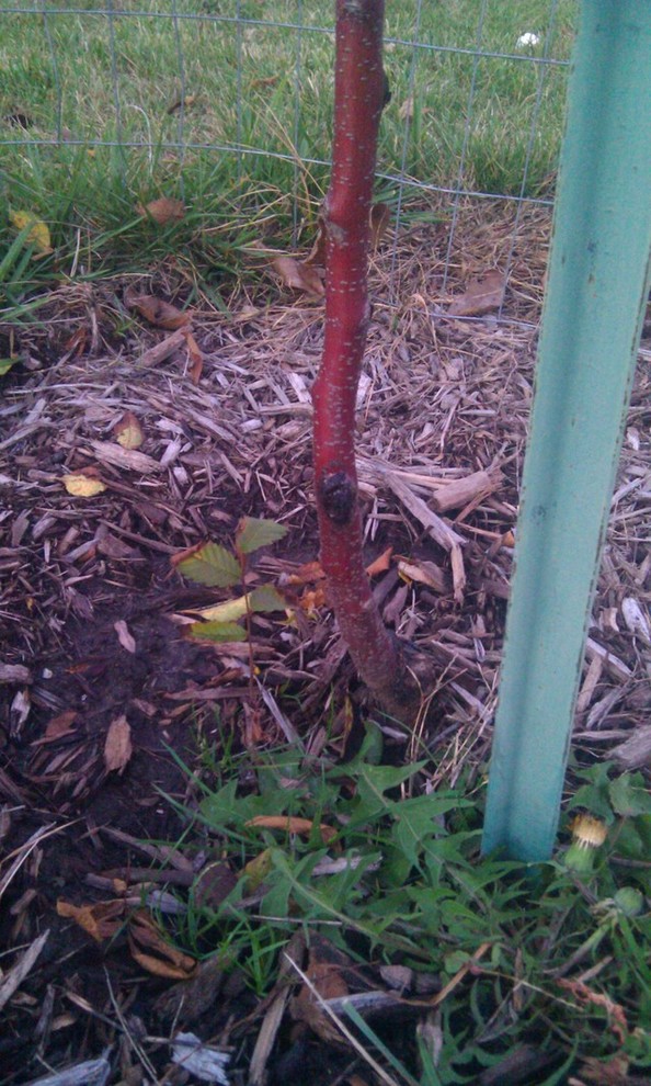 cherry tree - what are these? | Houzz Forum