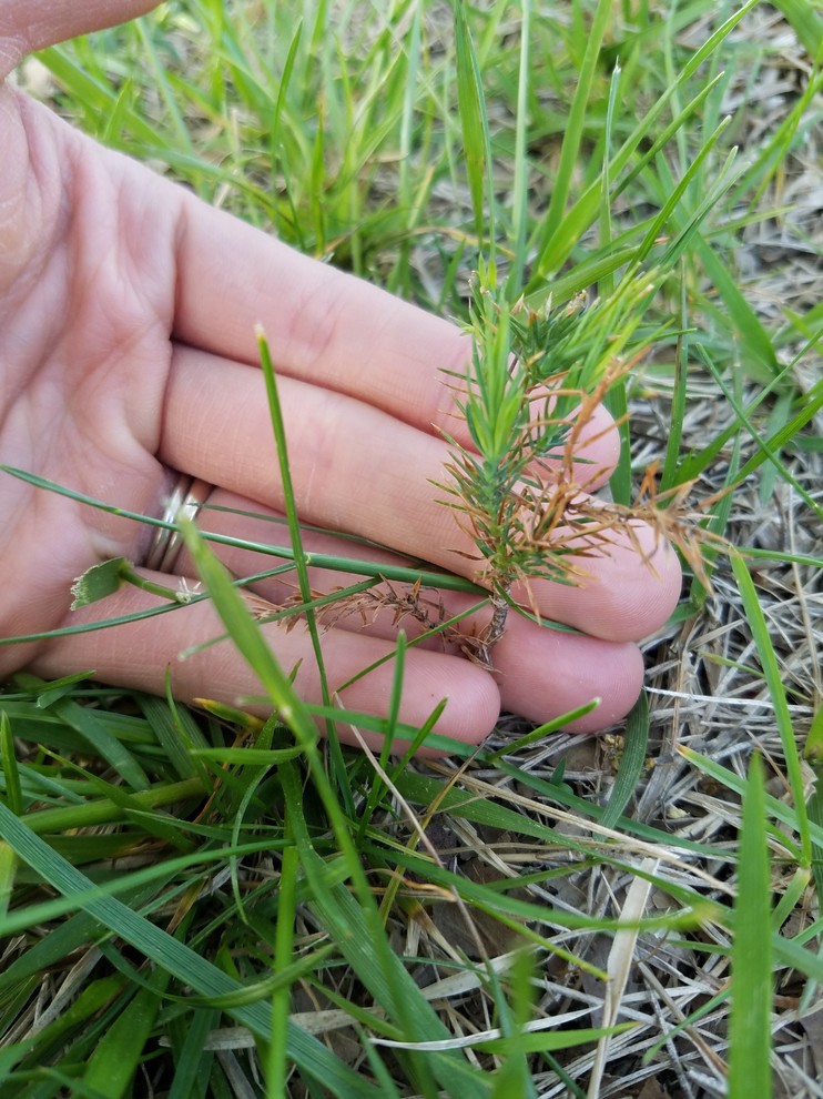 Tiny cedar/spruce like trees growing in grass like weeds