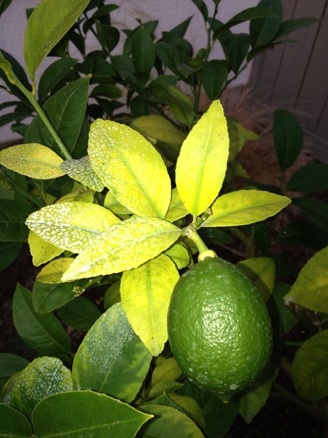 Lemons Not Ripening - Why Lemon Tree Fruit Does Not Turn Yellow