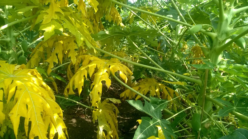 Yellowing of Papaya leaves