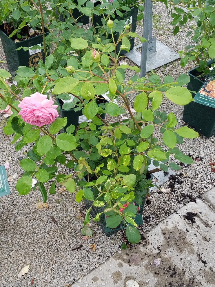 Vmv Rose RMV infected rose: to buy or not?