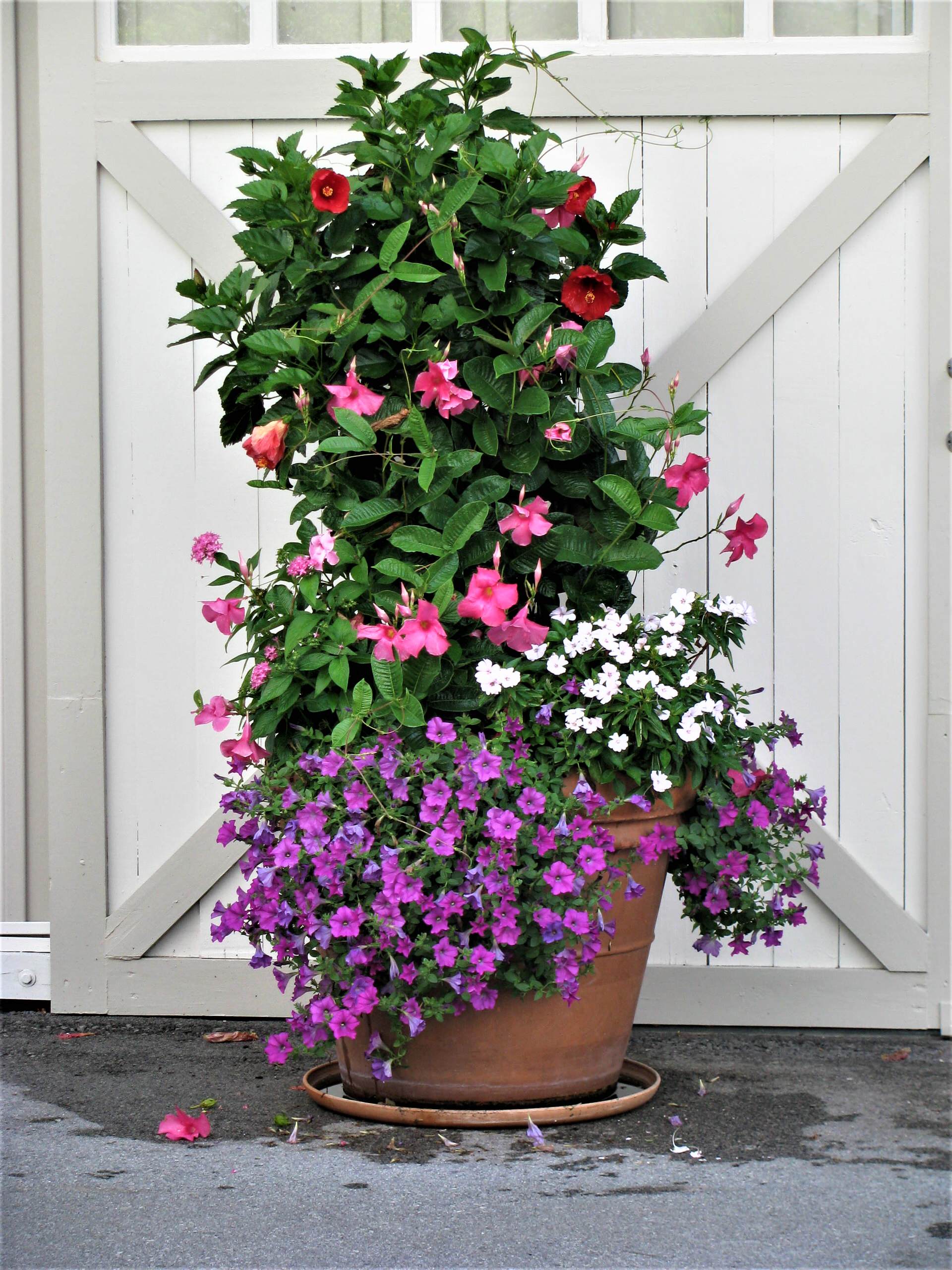 Container Plantings; Bold Spring and Summer