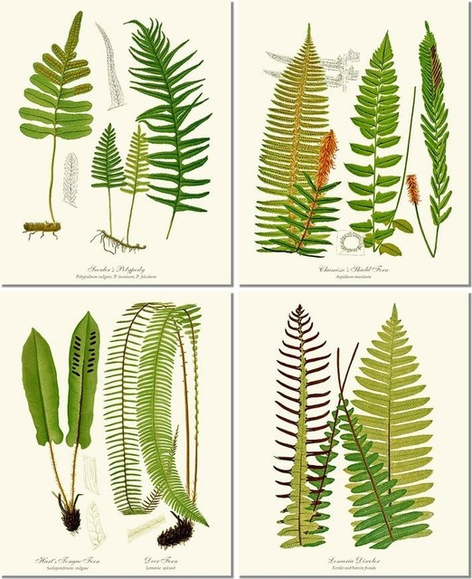Fern Prints Vintage Botanical Art, Set of 4, Prints Ready to Mat