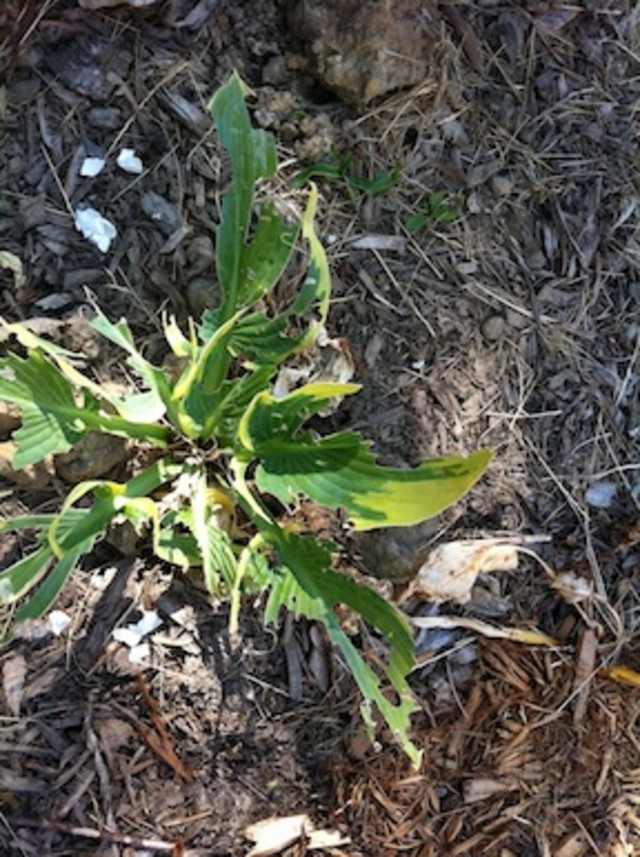 What's eating my hosta?