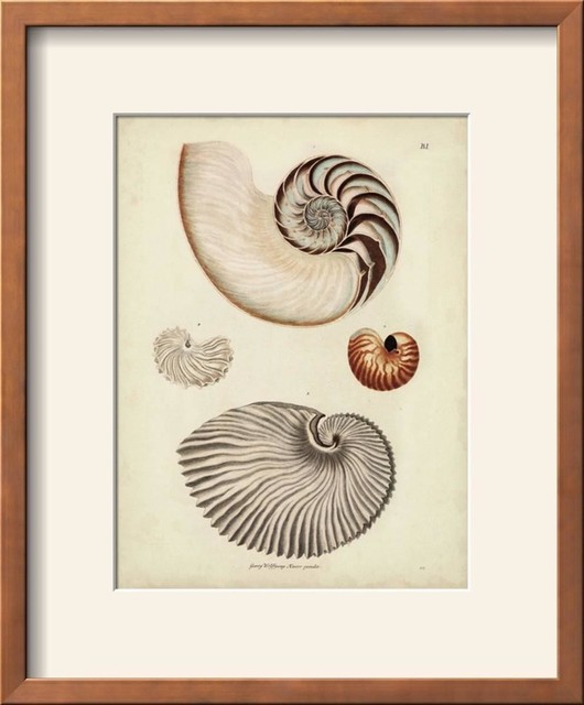 Antique Nautilus II Wall Art by George Wolfgang Knorr