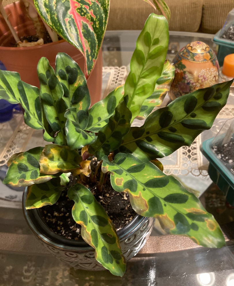 What is causing these brown spots on calathea? | Houzz Forum