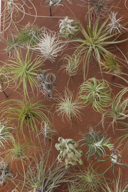 The Beauty of Tillandsias — Flora Grubb Gardens