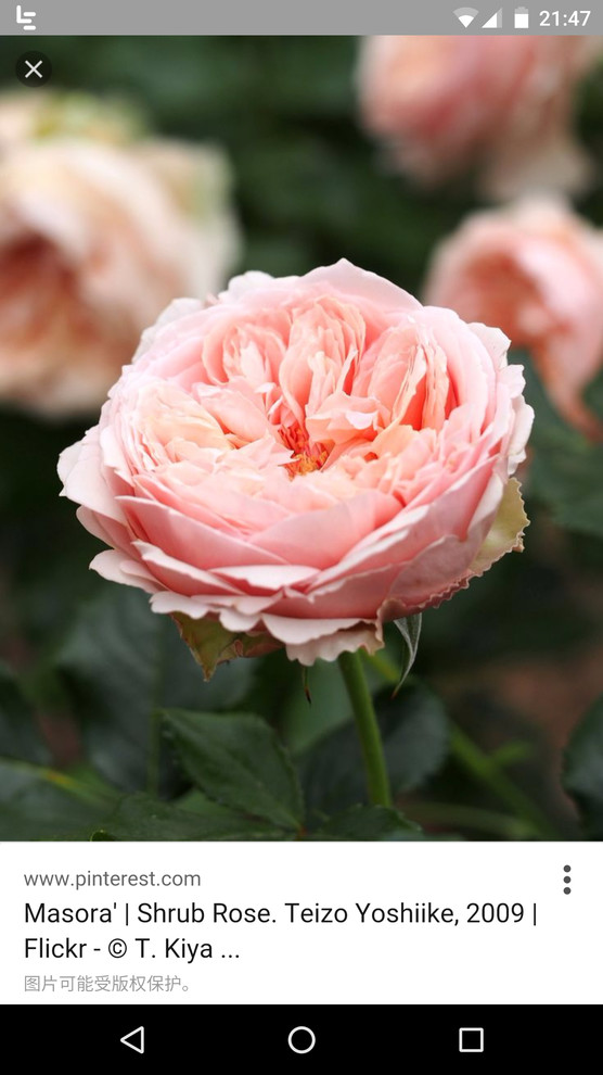 where to buy “masora rose”?