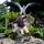 akash_fogla