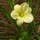 carol_tomberlin