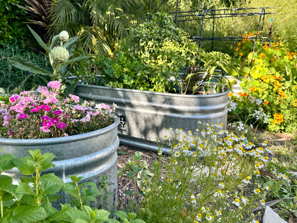 San Pedro garden full of artichokes, peppers, chamomile and other edible garden delights
