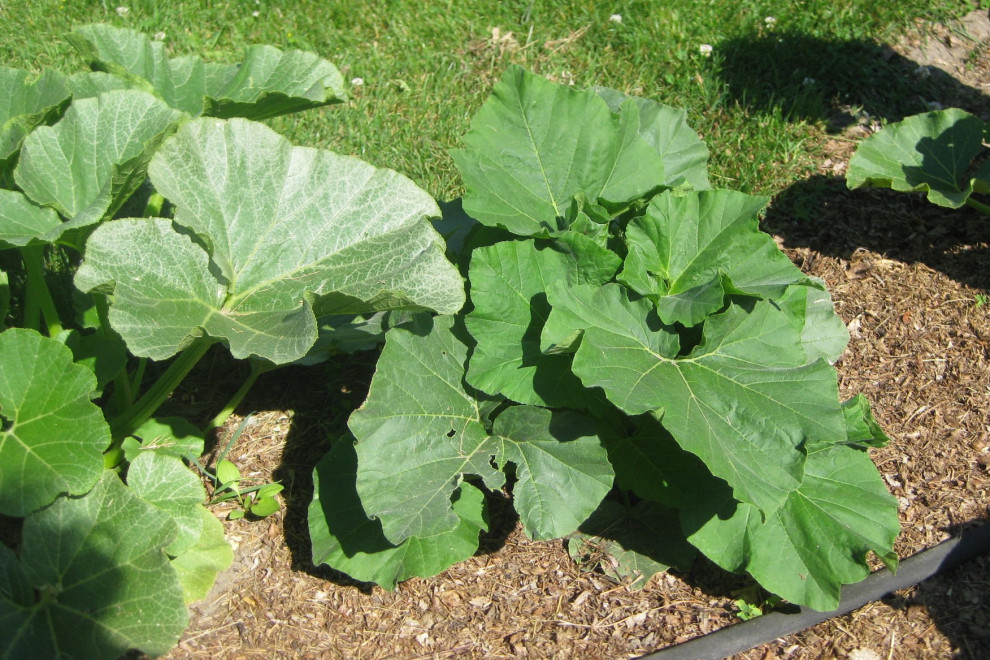 Holes in Leaves of Squash and Sunflower Leaves- What to do