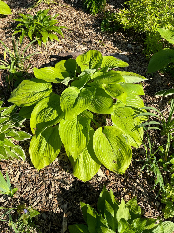 please help identify Hostas