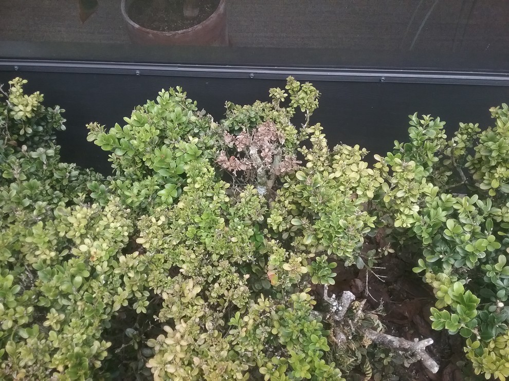Do boxwoods have a lifespan?