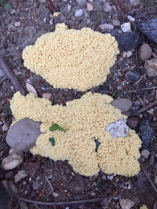 Help! What is this gross yellow foamy/spongy stuff?