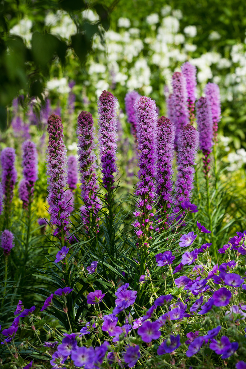 Landscape Design - Plant Combinations