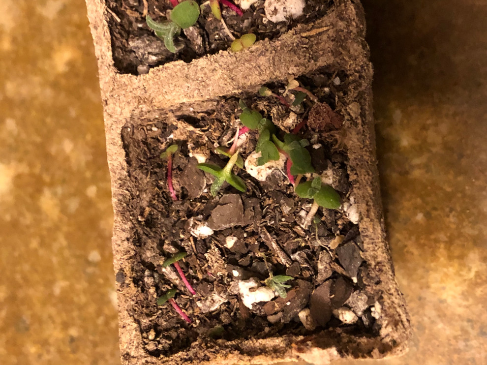 Why are my ice plant seedlings dying?