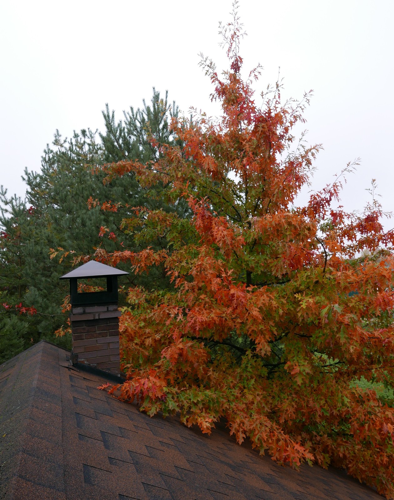 Буйство красочных форм в осеннем саду